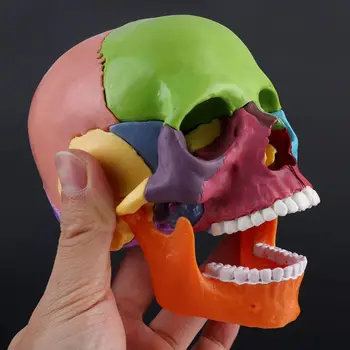 15pcs/set 4D Rozobrať Farba Lebky Anatomický Model Odnímateľný Lekárske Teachi