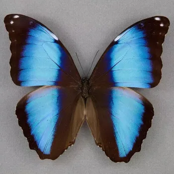 Morpho Deidamia Skutočný Vzor Motýľ DIY Remesiel Domova Výučby, Výskumu Fotografie Výstava Kolekcie Home Decor